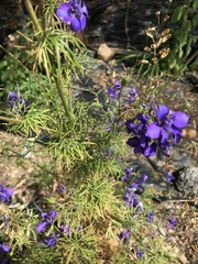 Delphinium ajacis