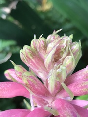 Veltheimia