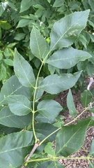 Fraxinus pennsylvanica