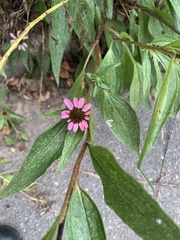 Echinacea purpurea