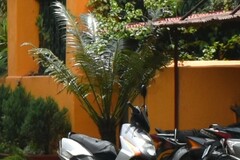 Arecaceae