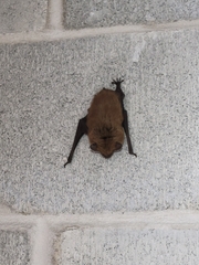 Chiroptera