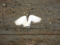 Egretta garzetta