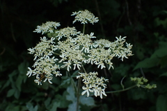 Heracleum