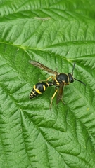 Eumenes