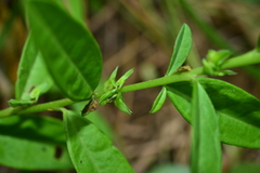 Polygala chinensis