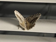 Digrammia continuata