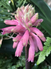 Veltheimia