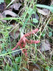 Clathrus archeri