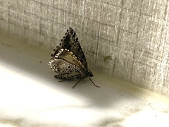 Digrammia continuata
