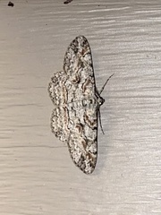 Iridopsis defectaria