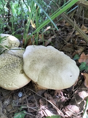 Caloboletus radicans