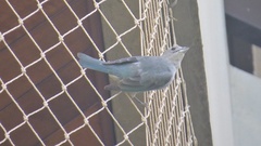 Thraupis sayaca