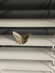 Digrammia continuata