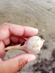 Sinistrofulgur sinistrum