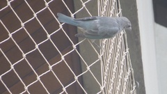 Thraupis sayaca