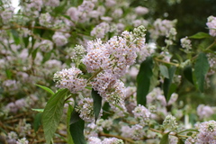 Buddleja officinalis