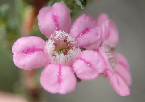 Image of Euchaetis albertiniana by (c) Nicola van Berkel, some rights reserved (CC BY-SA)