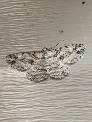 Iridopsis defectaria