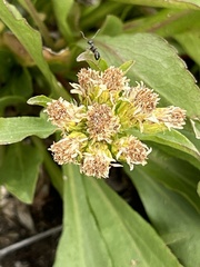 Solidago multiradiata