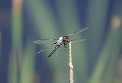 Libellula nodisticta