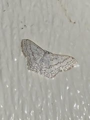 Idaea tacturata