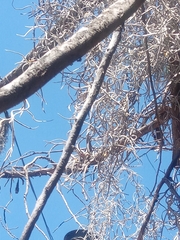 Tillandsia usneoides