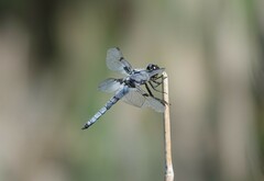 Libellula nodisticta