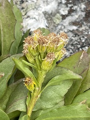 Solidago multiradiata