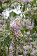 Buddleja officinalis