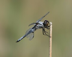 Libellula nodisticta