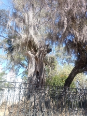 Tillandsia usneoides