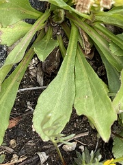 Solidago multiradiata