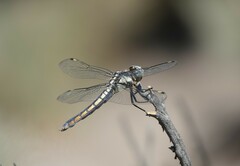 Libellula comanche