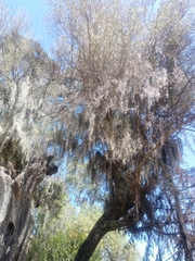 Tillandsia usneoides