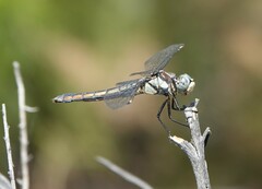 Libellula comanche