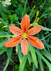 Iris domestica