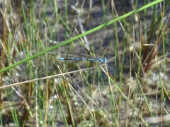 Argia bipunctulata