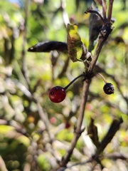 Lonicera alpigena