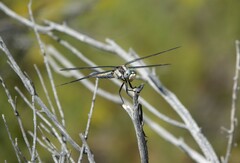 Libellula comanche