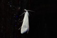 Scirpophaga nivella
