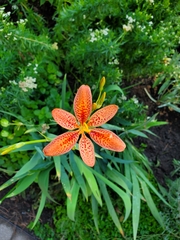 Iris domestica