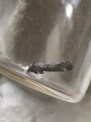 Swammerdamia pyrella