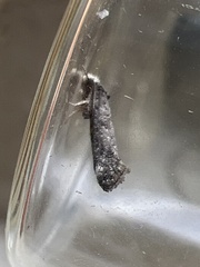 Swammerdamia pyrella