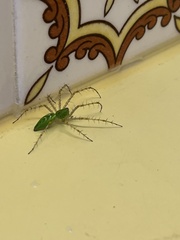Peucetia