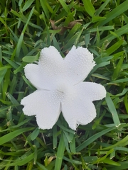 Leucocoprinus