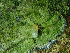 Scytodes pallida