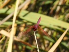 Trithemis annulata