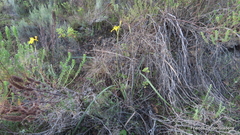 Moraea spathulata
