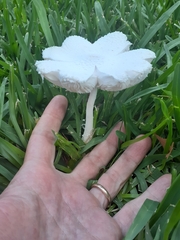 Leucocoprinus